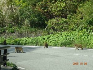 おまけ　帰りの有峰林道でサルの群れに遭遇、約20匹ほど